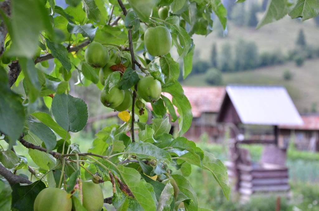 Casa Marica Ceahlău